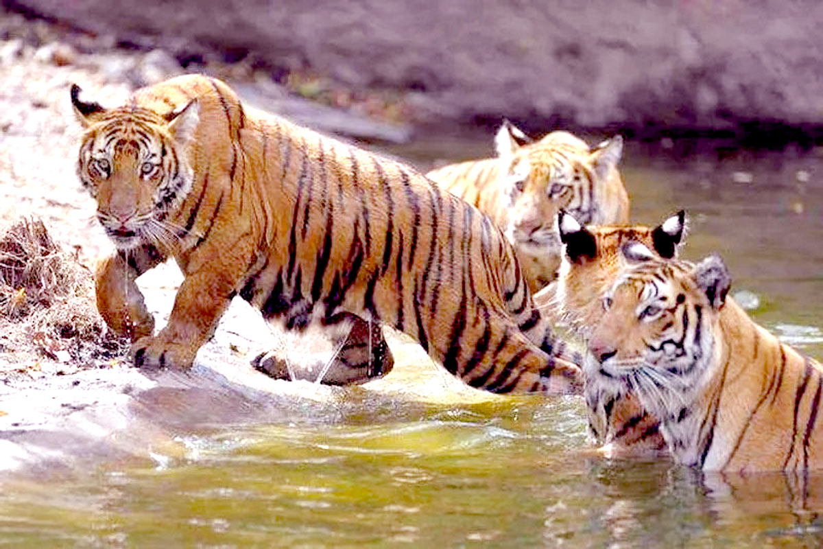 Five tigers die: Poisoning suspected after cow carcass found